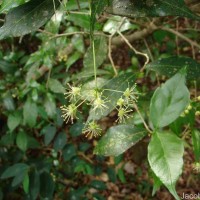 Blachia umbellata (Willd.) Baill.